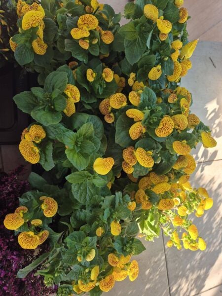 Hanım Çantası Çiçeği Calceolaria