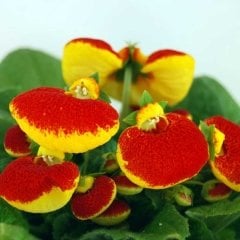 Hanım Çantası Çiçeği Calceolaria Boy 20 cm