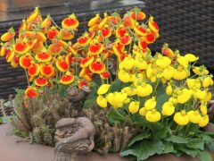 Hanım Çantası Çiçeği Calceolaria Boy 20 cm