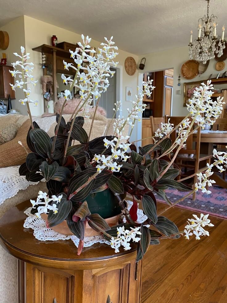Mücevher Orkide Ludisia Discolor İthal Bitki