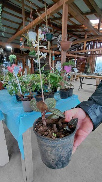 Mücevher Orkide Ludisia Discolor İthal Bitki