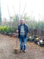 Mor Güz İncir Fidanı 6-7 Yaş-Meyveli Boy 200-220 cm-Gövde Çevresi 10-12 cm