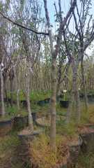 Aydın Yemişi Fidanı 6-7 Yaş-Boy 200 cm-Gövde Çevresi 6-10 cm