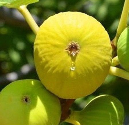 Aydın Yemişi Fidanı 6-7 Yaş-Boy 200 cm-Gövde Çevresi 6-10 cm