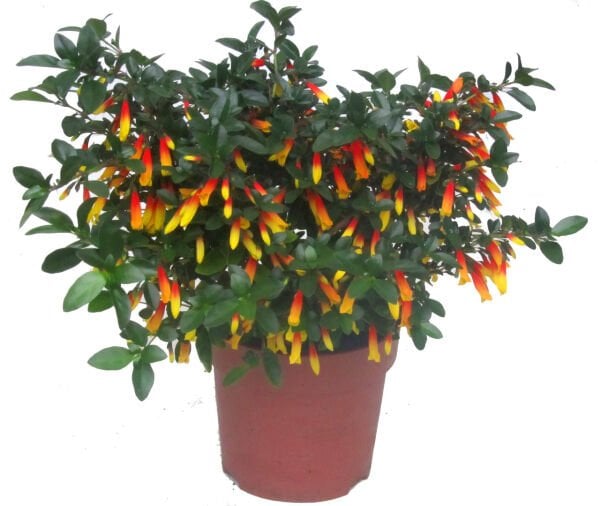 Brezilya Küpelisi- Justicia Floribunda