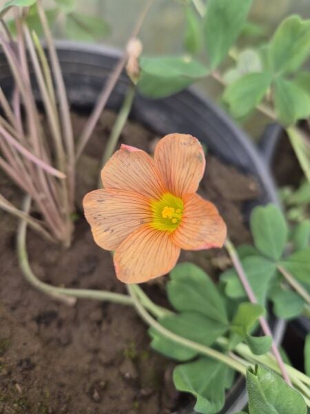 Oxalis Obtusa Jacq. Süs Yoncası