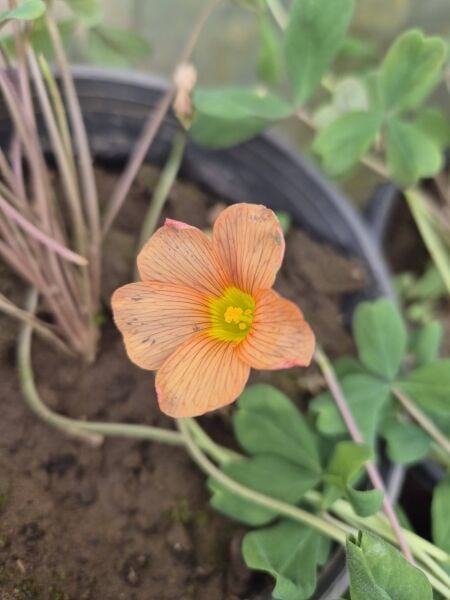 Oxalis Obtusa Jacq. Süs Yoncası