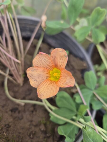 Oxalis Obtusa Jacq. Süs Yoncası