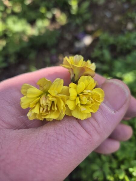 Katlı Sarı Süs Yoncası