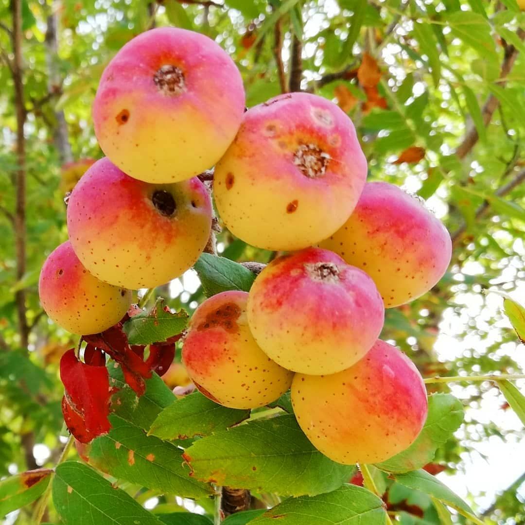 Sorbus Domestica Üvez Fidanı 7 Yaş-Saksılı 200 cm
