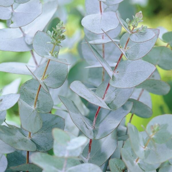 Eucalyptus Gunni Ökaliptus  30-50 cm-Mentol Ağacı fidanı- Silver Dolar