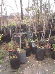Sorbus Domestica Üvez Fidanı Tüplü 140-150 cm