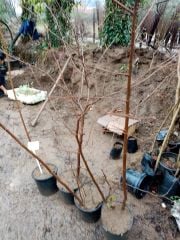 Kırmızı Yapraklı Süs Fındığı-Corylus Maxima Purpurea 150 cm