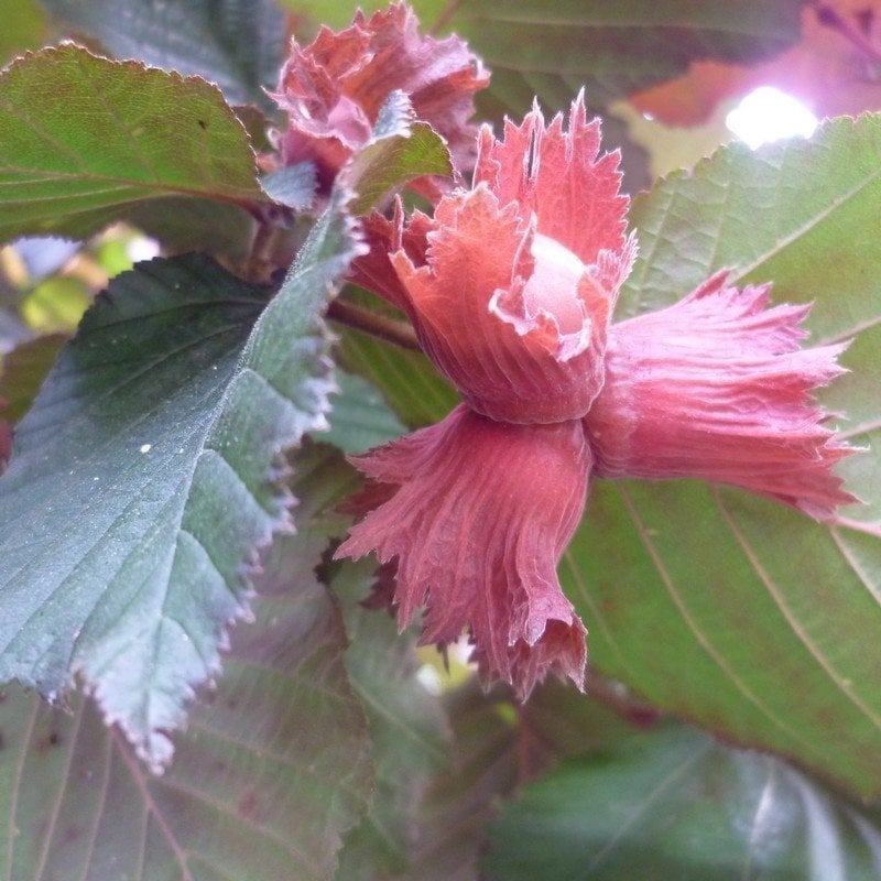 Kırmızı Yapraklı Süs Fındığı-Corylus Maxima Purpurea 150 cm