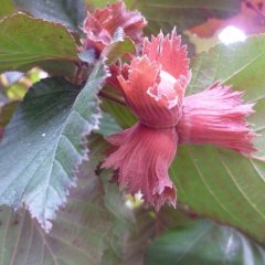 Kırmızı Yapraklı Süs Fındığı-Corylus Maxima Purpurea 150 cm