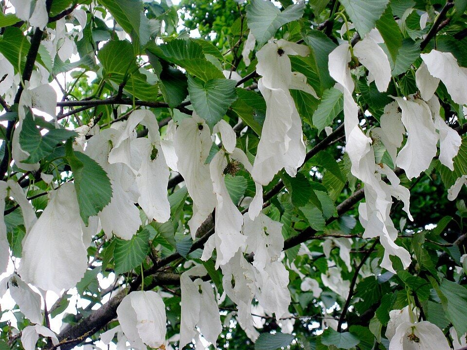 Davidia involucrata Mendil Ağacı fidanı 120-140cm