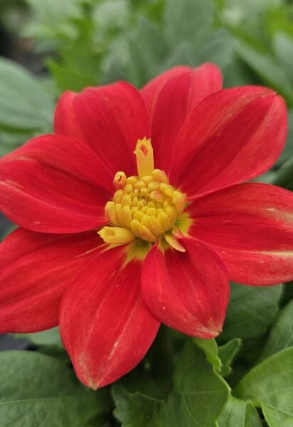 Dahlia Venti Fire Burst 10-20 cm