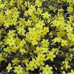 Sarı Yasemin Fidanı,Jasminum Nudiflorum 250 cm-Bol Çiçek Açan Bitki
