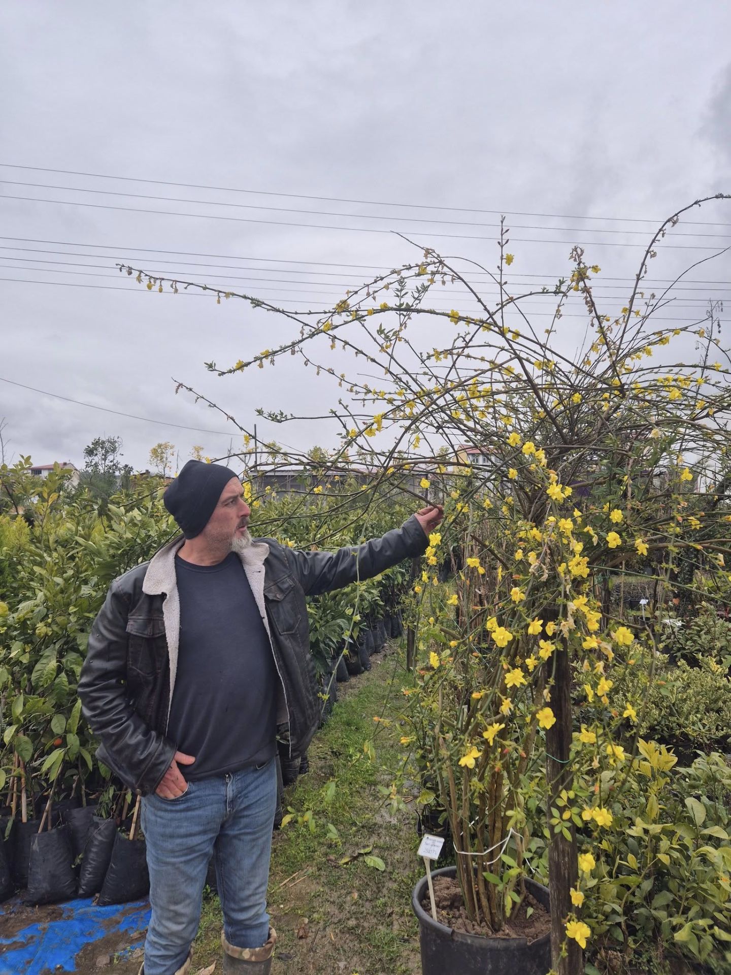 Sarı Yasemin Fidanı,Jasminum Nudiflorum 250 cm-Bol Çiçek Açan Bitki