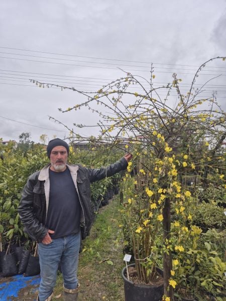 Sarı Yasemin Fidanı,Jasminum Nudiflorum 250 cm-Bol Çiçek Açan Bitki