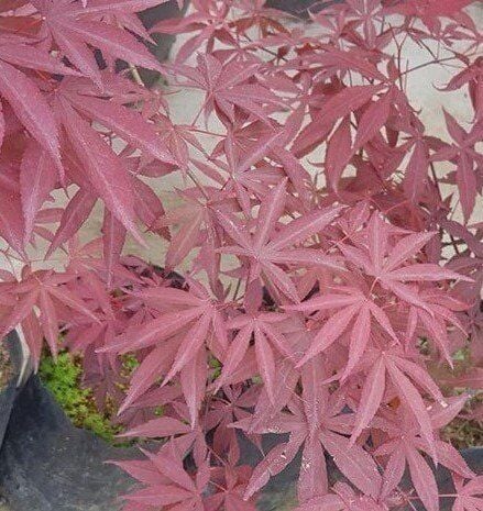 Japon Akçaağacı İthal Acer Palmatum 50-60 cm