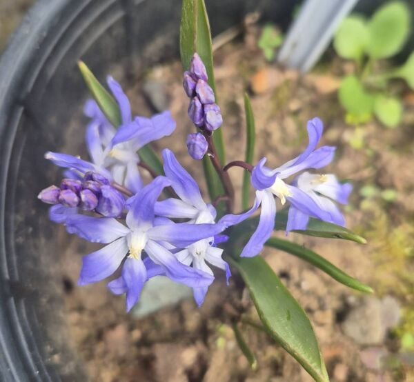 Mavi Kardelen (Scilla Siberica)