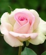 Yediveren Kokulu Princess Gül Fidanı