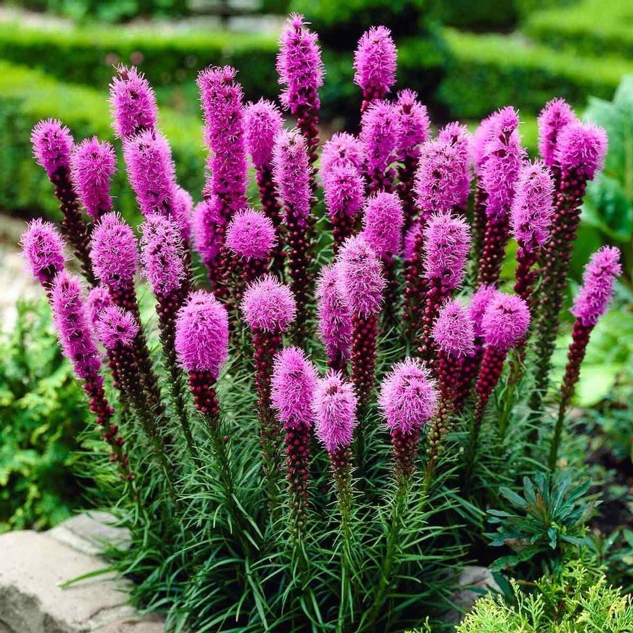 Liatris Değnek Çiçeği Dense Blazing Star-Saksı içinde 1 Adet canlı Soğan