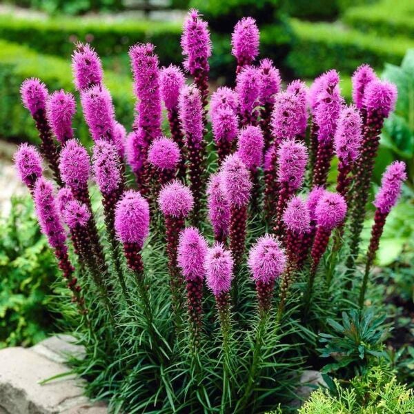 Liatris Değnek Çiçeği Dense Blazing Star-Saksı içinde 1 Adet canlı Soğan