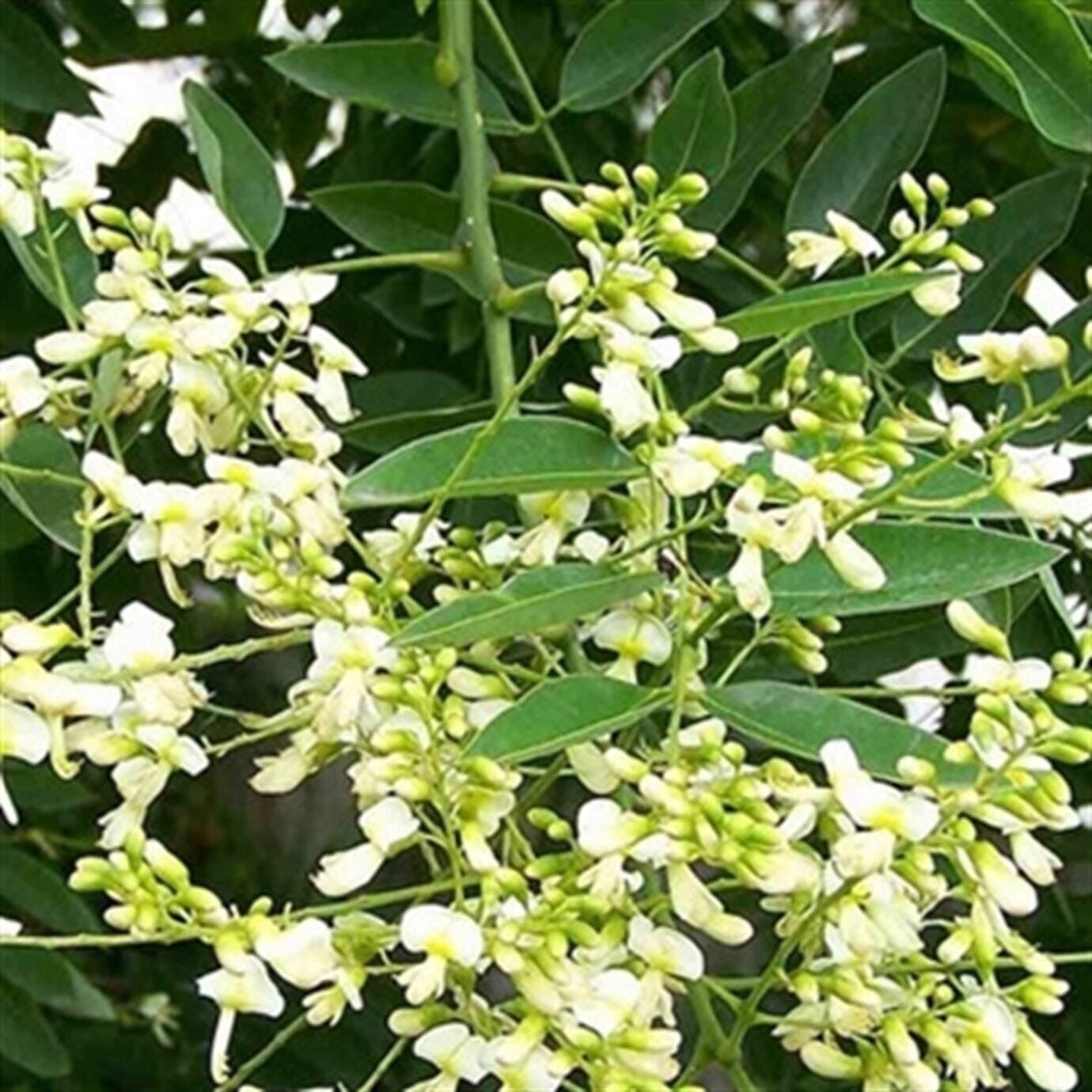 Japon Sofora Ağacı, Macar Akasyası Sophora Fidanı 200 cm