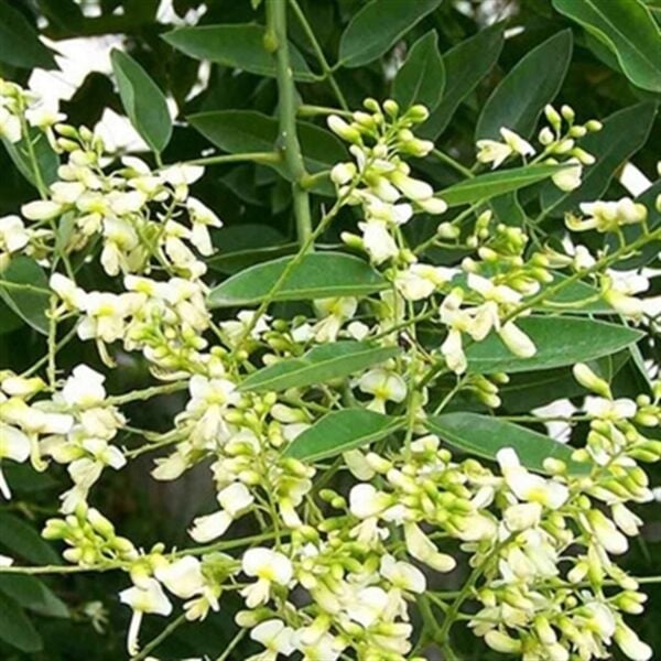 Japon Sofora Ağacı, Macar Akasyası Sophora Fidanı 200 cm