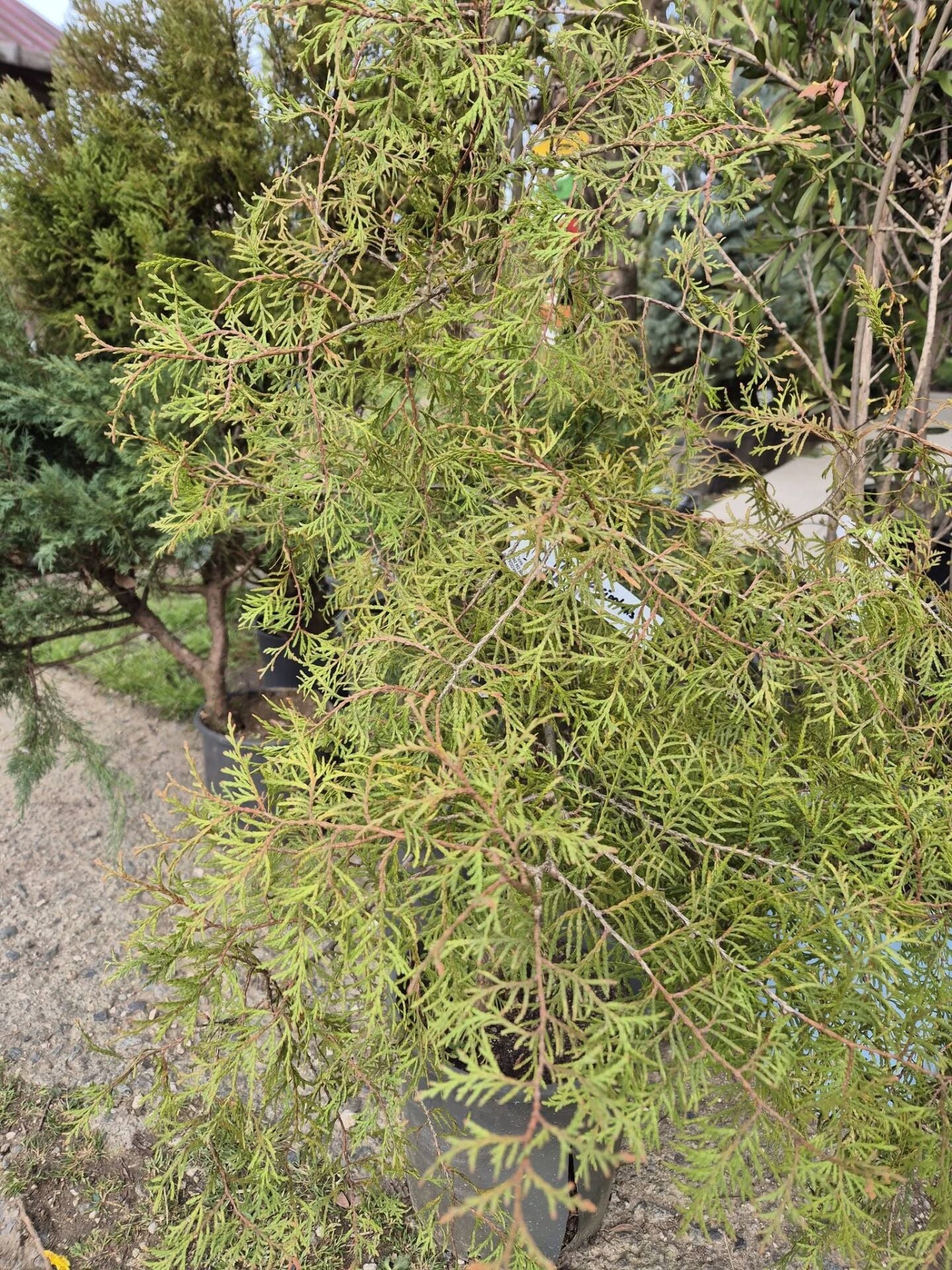 Thuja Occidentalis Rheingold 120 cm