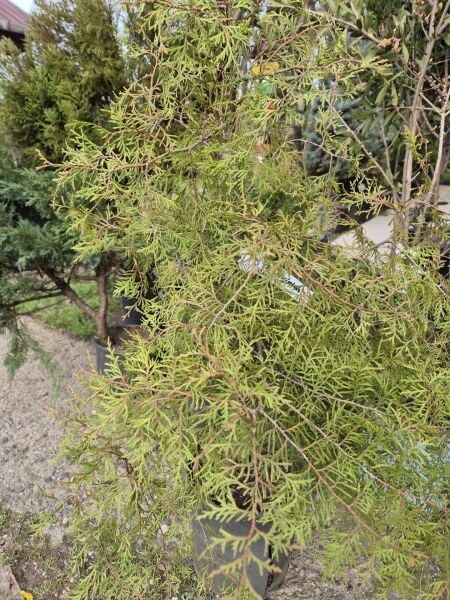 Thuja Occidentalis Rheingold 120 cm