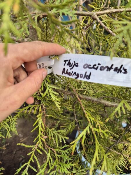 Thuja Occidentalis Rheingold 120 cm