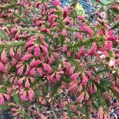 Picea Abies 'Rydal-Kırmızı Yapraklı Avrupa Ladini-Aşılı 50 cm