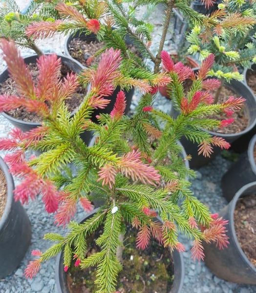 Picea Abies 'Rydal-Kırmızı Yapraklı Avrupa Ladini-Aşılı 50 cm