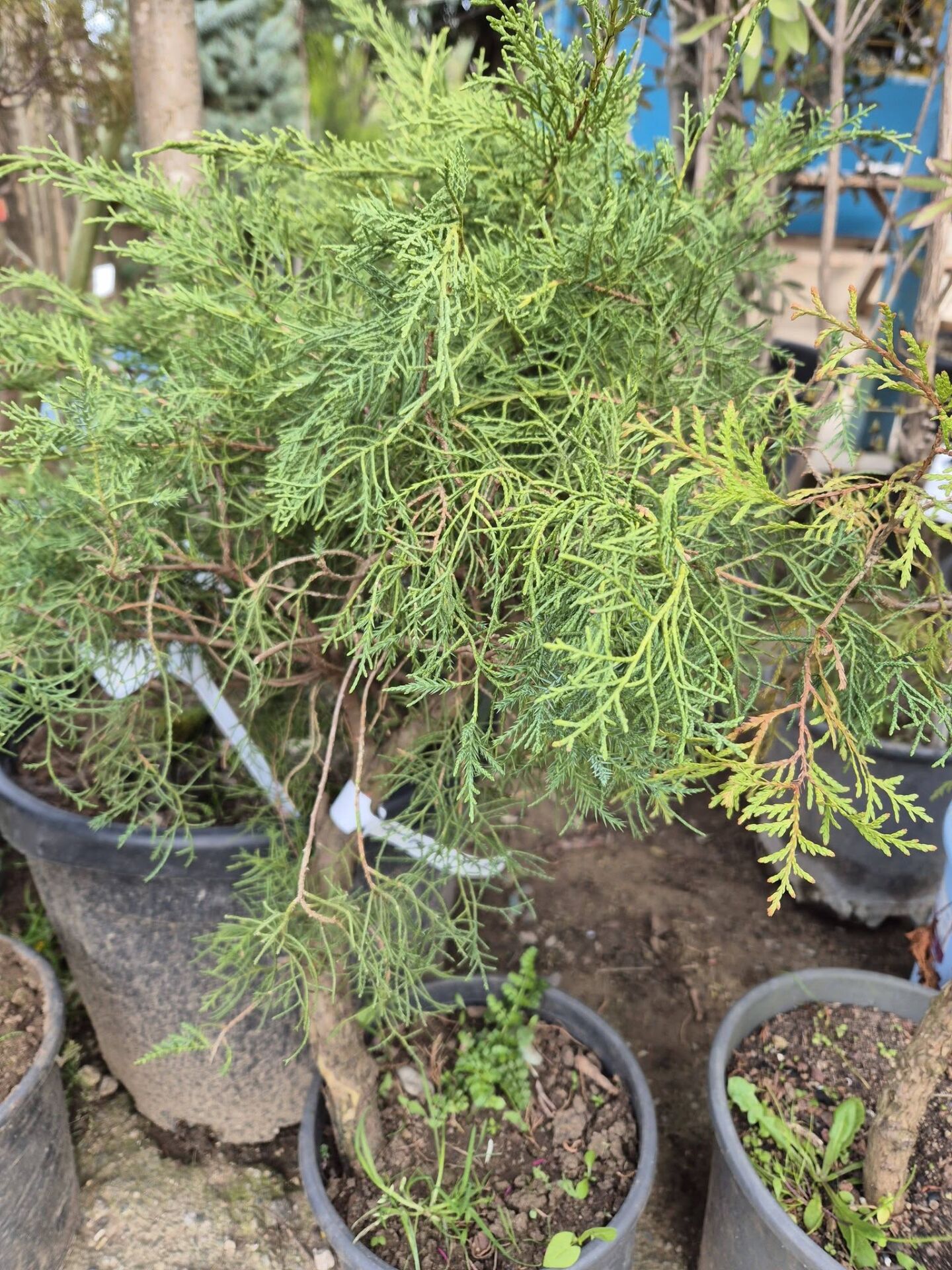 Juniperus x media 'Mint Julep' - Yeşil Ardıç Fidanı 100-120 cm-Doğal Bonsai