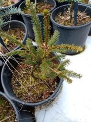Picea abies 'Aurea' Sarı Yapraklı Altın Norveç Ladini 50-80 cm