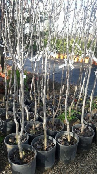 Japon Naşi Armutu Fidanı 6-7 Yaş Boy 200-250 cm-Gövde Çevresi 10-14 cm