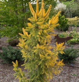 Picea abies 'Aurea' Sarı Yapraklı Altın Norveç Ladini 50-80 cm