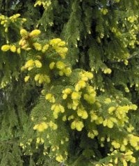 Picea abies 'Aurea' Sarı Yapraklı Altın Norveç Ladini 50-80 cm