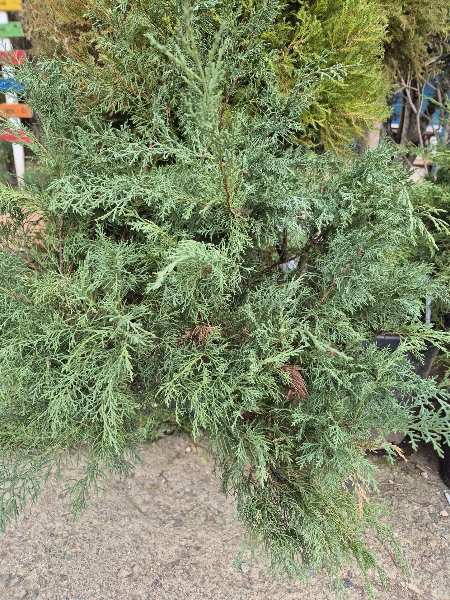 Juniperus Sabina 'Skandia' 100 cm