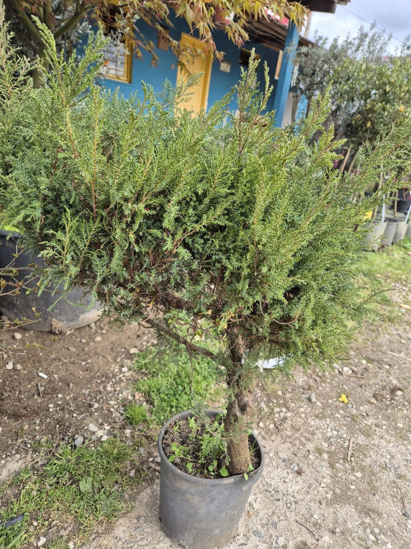 Juniperus Montana Moss kalın Gövdeli Bonsaişye uygun 120 cm