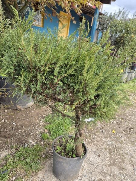 Juniperus Montana Moss kalın Gövdeli Bonsaişye uygun 120 cm