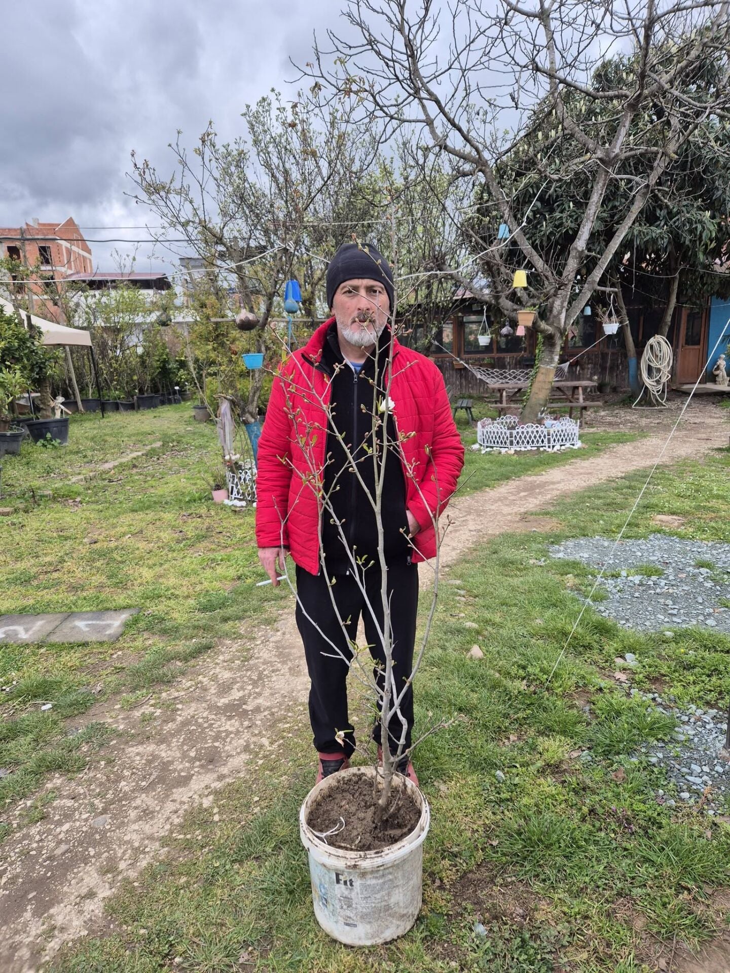 Magnolia Rosea Stellata Fidanı-Yıldız Manolya Boy 170-200 cm