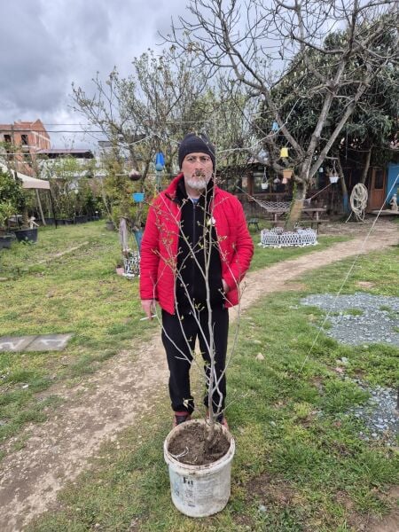 Magnolia Rosea Stellata Fidanı-Yıldız Manolya Boy 170-200 cm