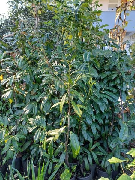 Orak  Karayemişi Fidanı (Taflan-Laz Kirazı) 200-250cm 7 Yaş