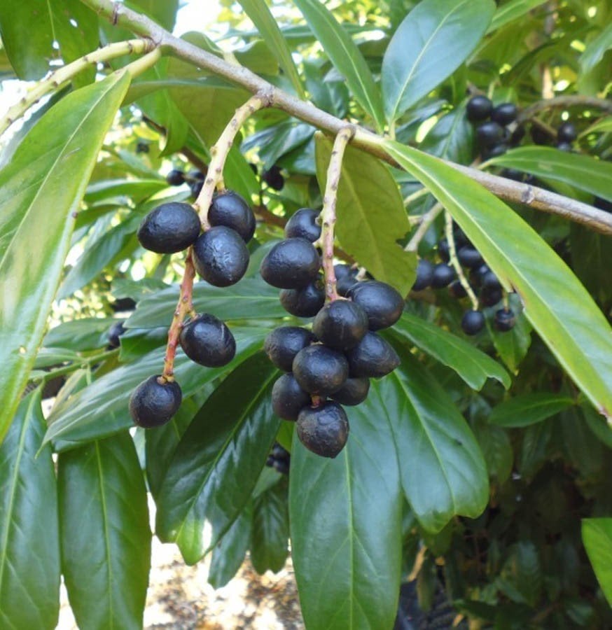 Orak  Karayemişi Fidanı (Taflan-Laz Kirazı) 200-250cm 7 Yaş