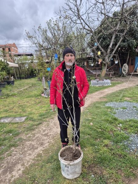 Magnolia Rosea Stellata Fidanı-Yıldız Manolya Boy 170-200 cm