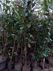 Orak  Karayemişi Fidanı (Taflan-Laz Kirazı) 200-250cm 7 Yaş